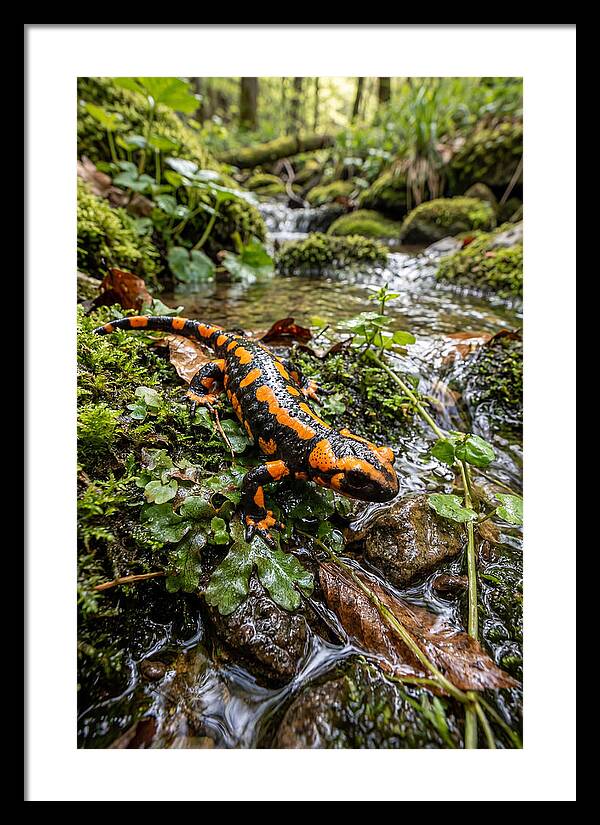 Fire Salamander By The Stream