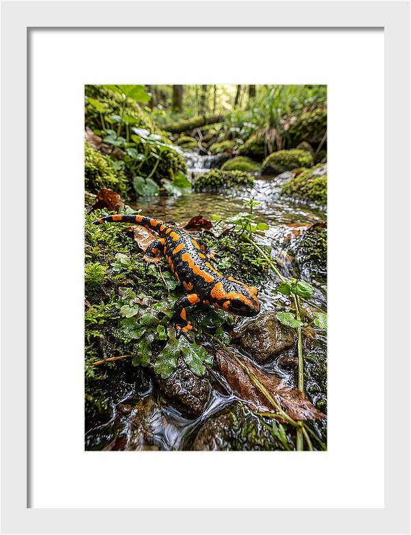 Fire Salamander By The Stream