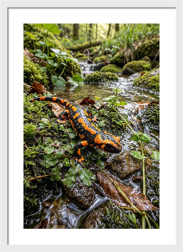 Fire Salamander By The Stream