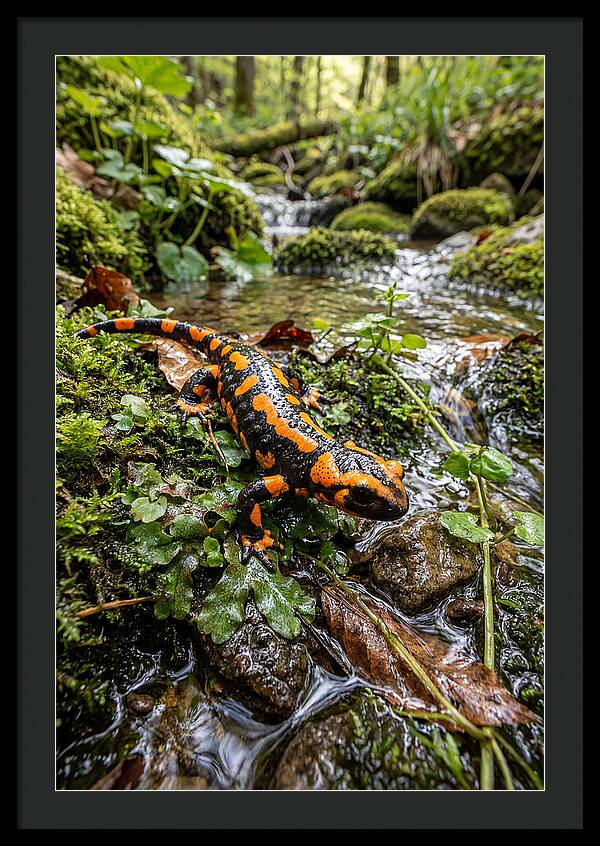 Fire Salamander By The Stream