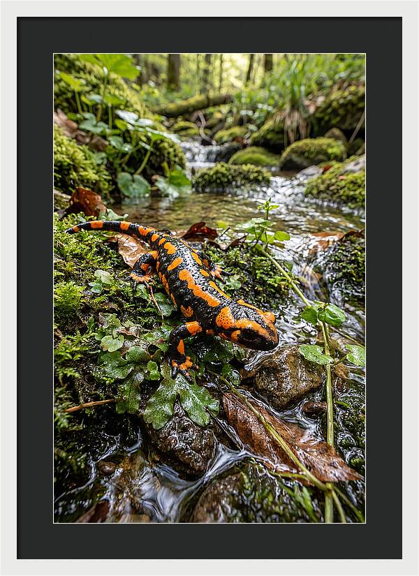 Fire Salamander By The Stream