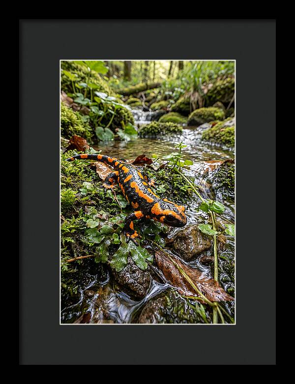 Fire Salamander By The Stream