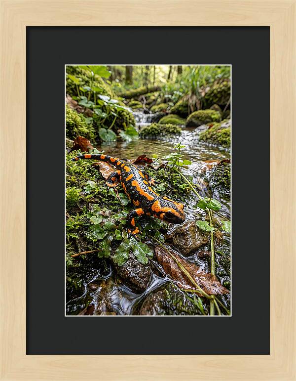 Fire Salamander By The Stream