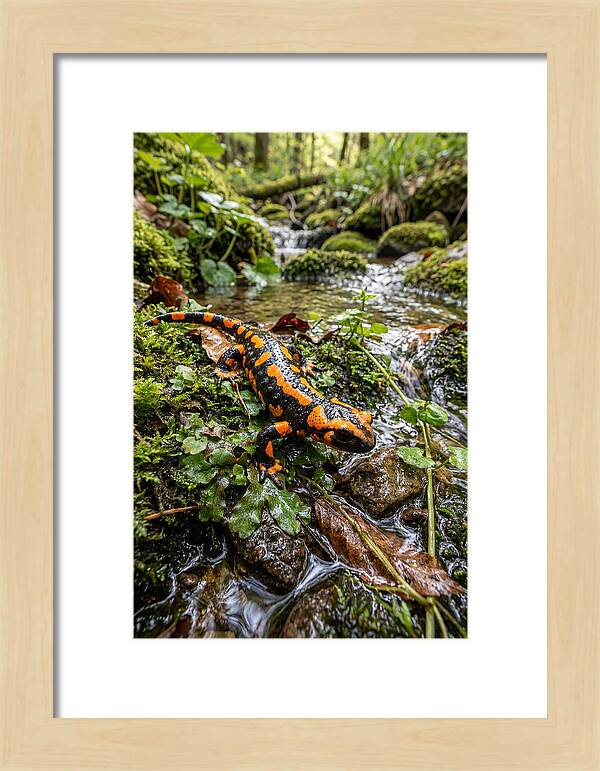 Fire Salamander By The Stream