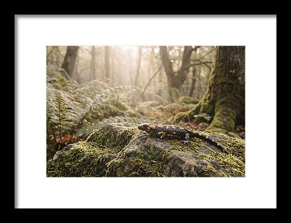 Fire Salamander In The Forest