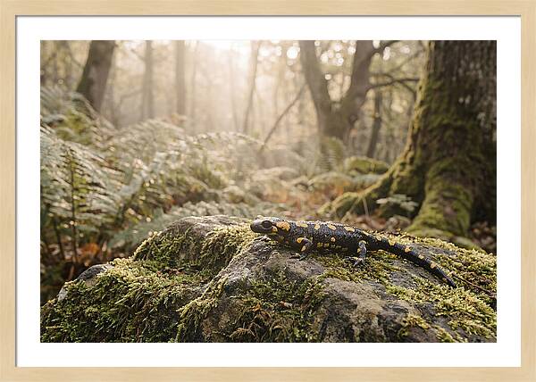 Fire Salamander In The Forest