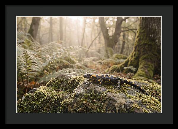 Fire Salamander In The Forest