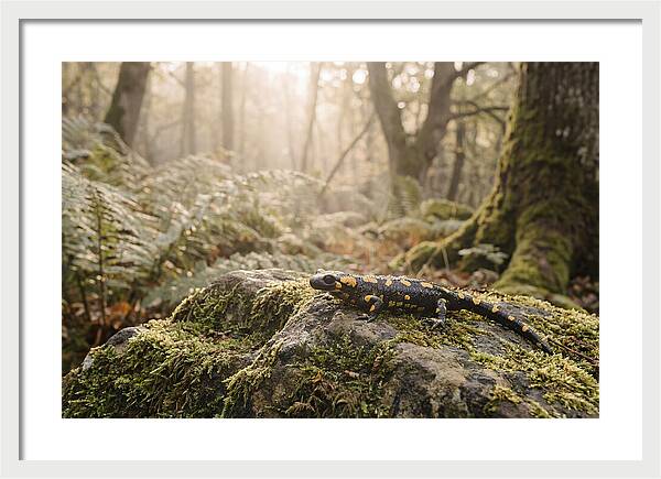 Fire Salamander In The Forest