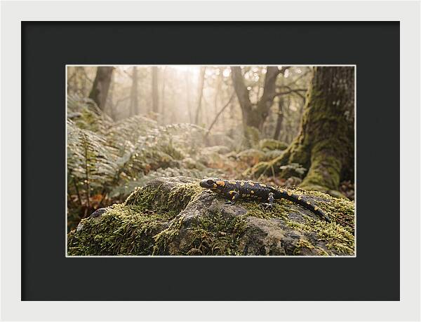 Fire Salamander In The Forest