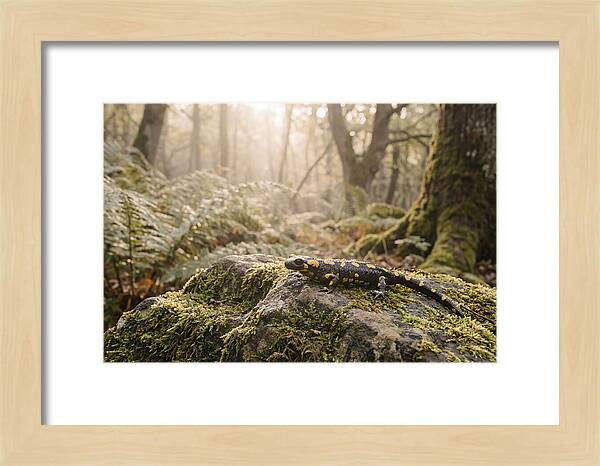 Fire Salamander In The Forest