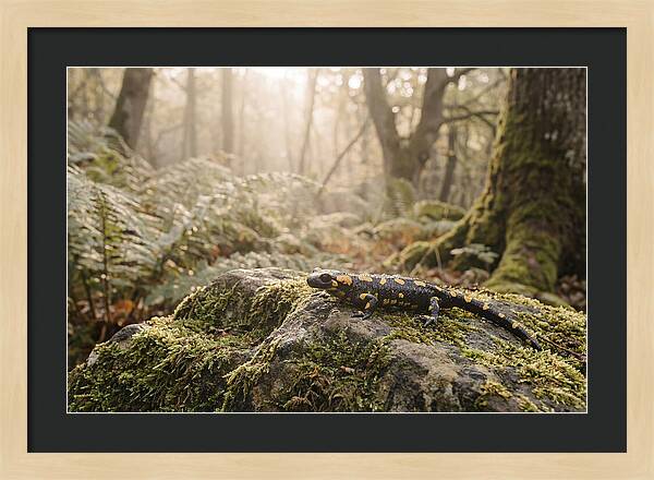 Fire Salamander In The Forest