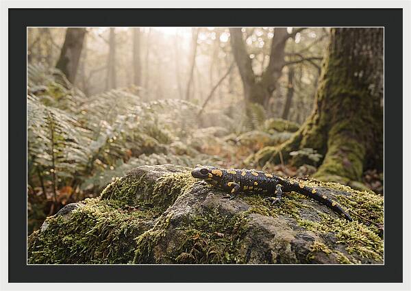 Fire Salamander In The Forest