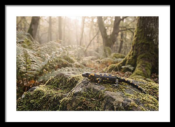 Fire Salamander In The Forest