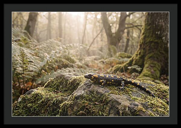Fire Salamander In The Forest