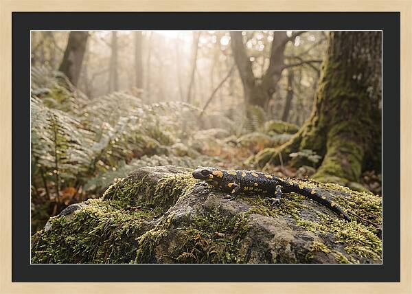 Fire Salamander In The Forest