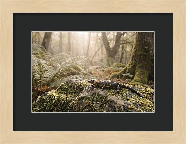 Fire Salamander In The Forest