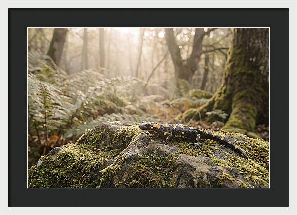 Fire Salamander In The Forest