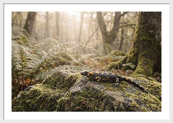 Fire Salamander In The Forest