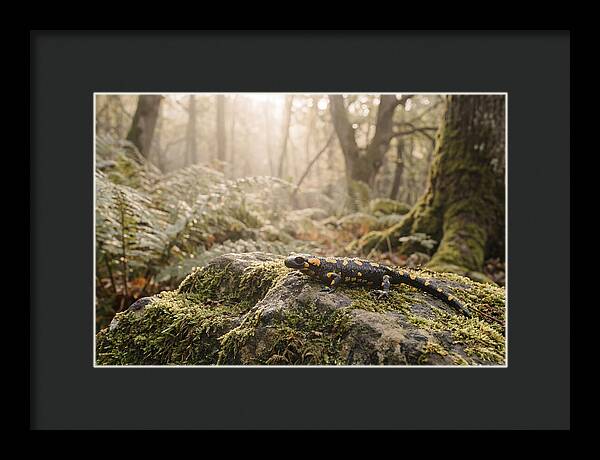 Fire Salamander In The Forest
