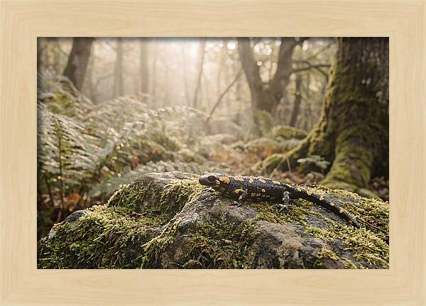 Fire Salamander In The Forest
