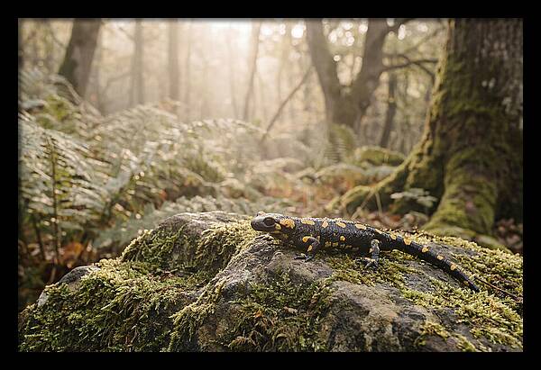 Fire Salamander In The Forest