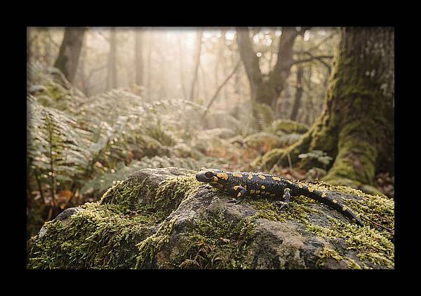 Fire Salamander In The Forest