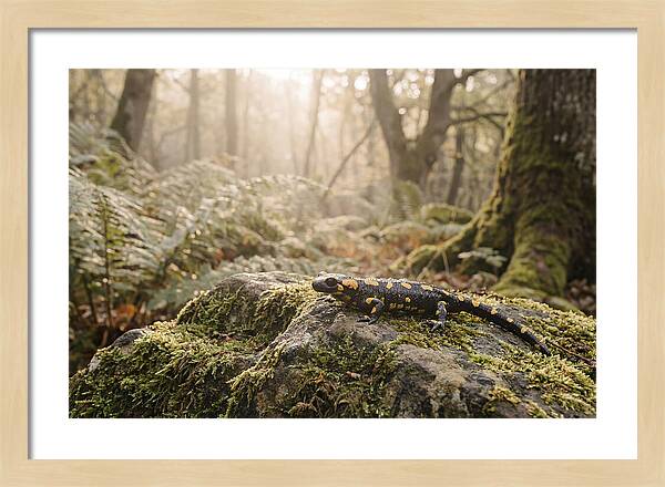 Fire Salamander In The Forest