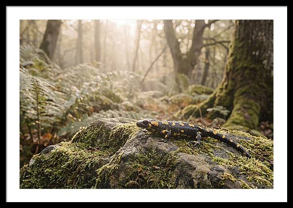 Fire Salamander In The Forest