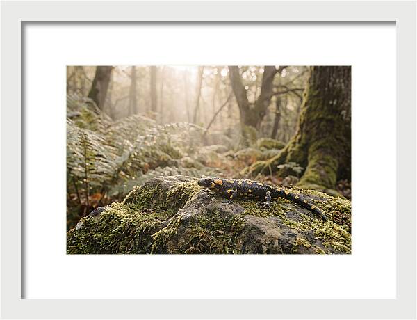 Fire Salamander In The Forest