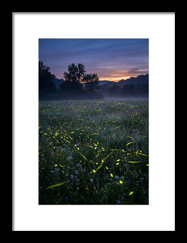 Fireflies Dancing In Twilight