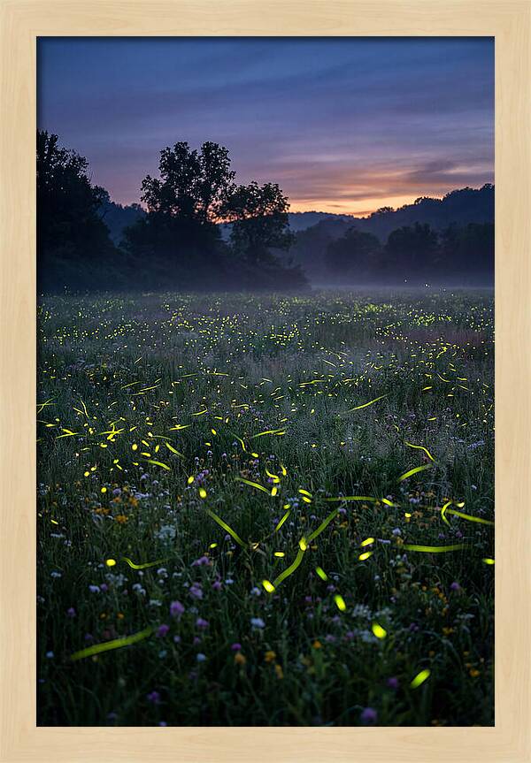 Fireflies Dancing In Twilight