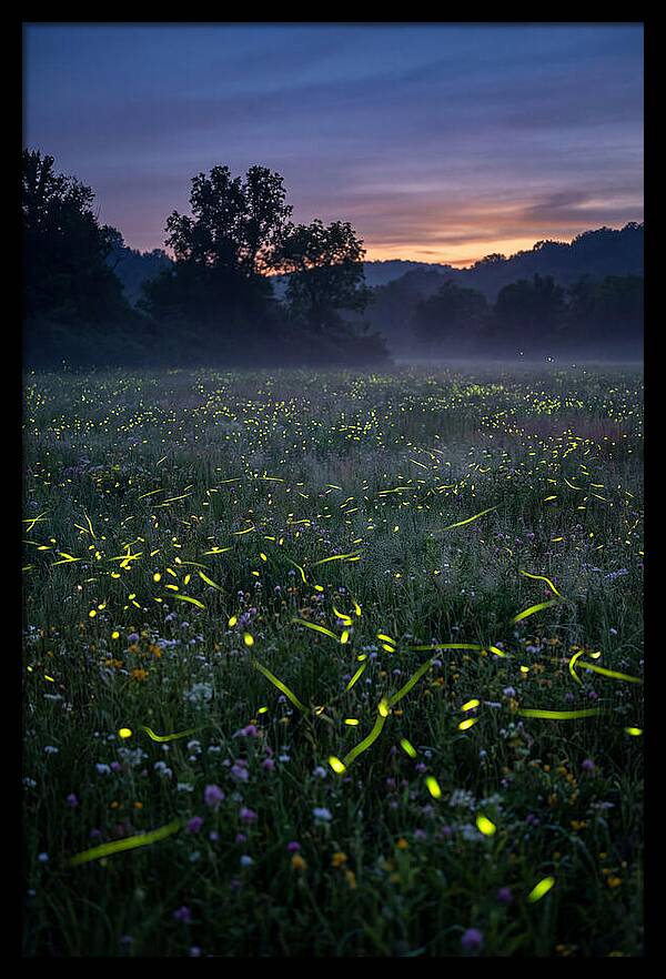 Fireflies Dancing In Twilight