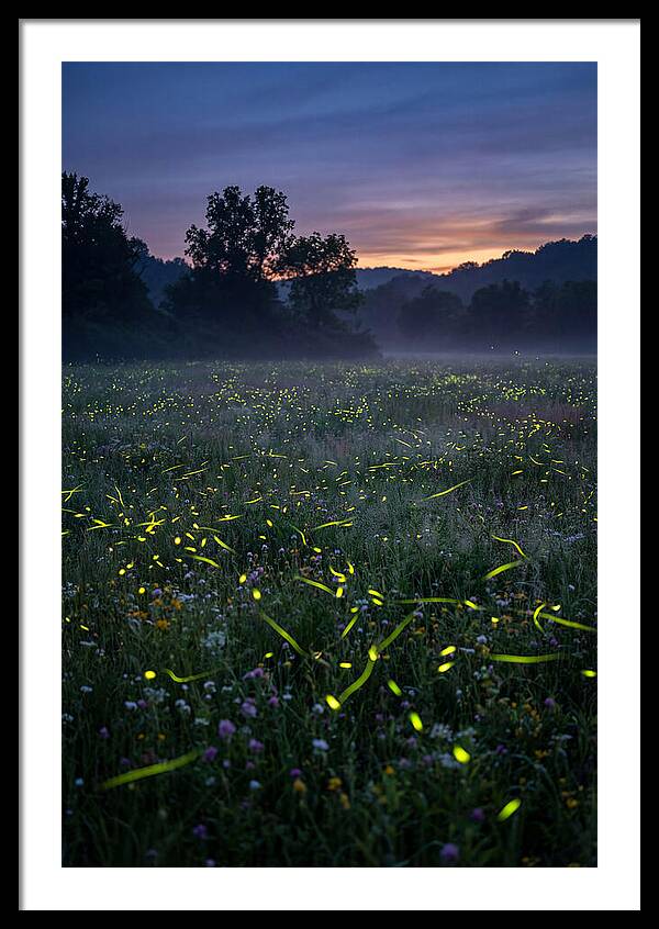 Fireflies Dancing In Twilight