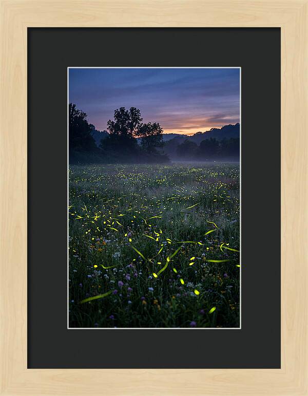 Fireflies Dancing In Twilight