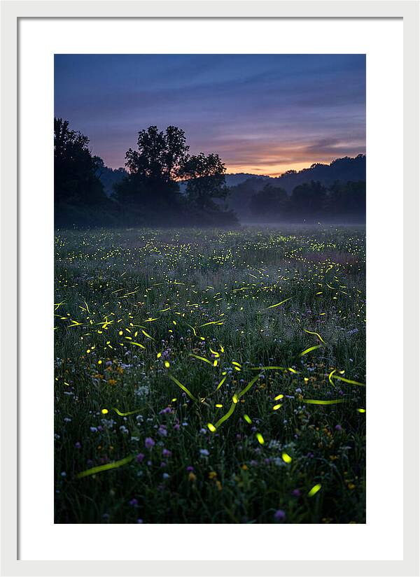 Fireflies Dancing In Twilight