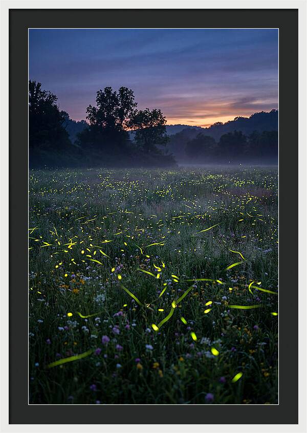 Fireflies Dancing In Twilight