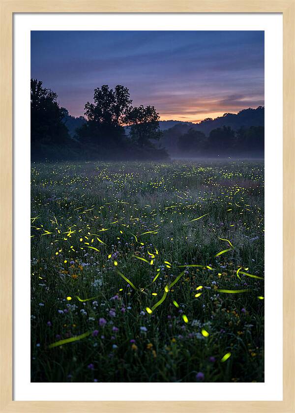 Fireflies Dancing In Twilight
