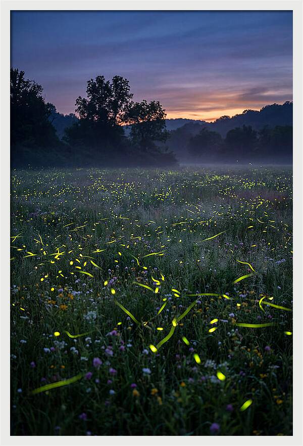 Fireflies Dancing In Twilight