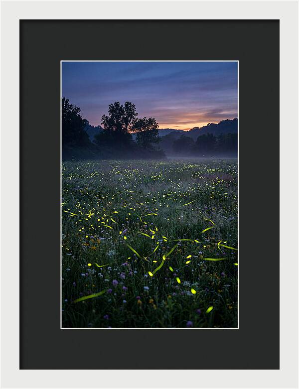 Fireflies Dancing In Twilight