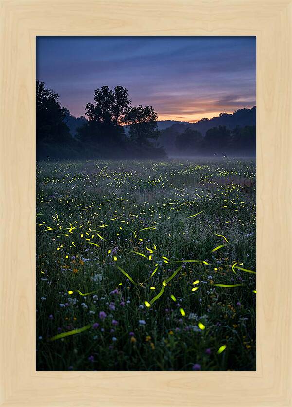Fireflies Dancing In Twilight