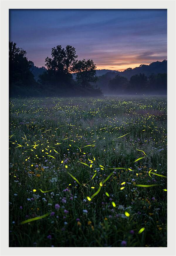 Fireflies Dancing In Twilight