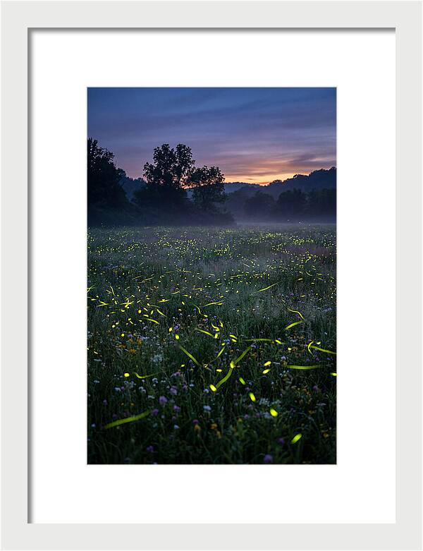 Fireflies Dancing In Twilight