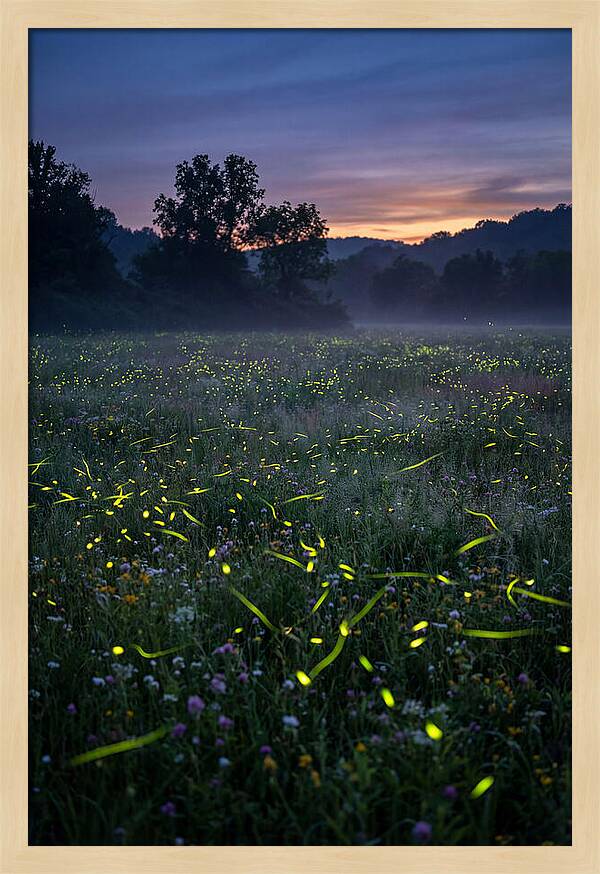 Fireflies Dancing In Twilight