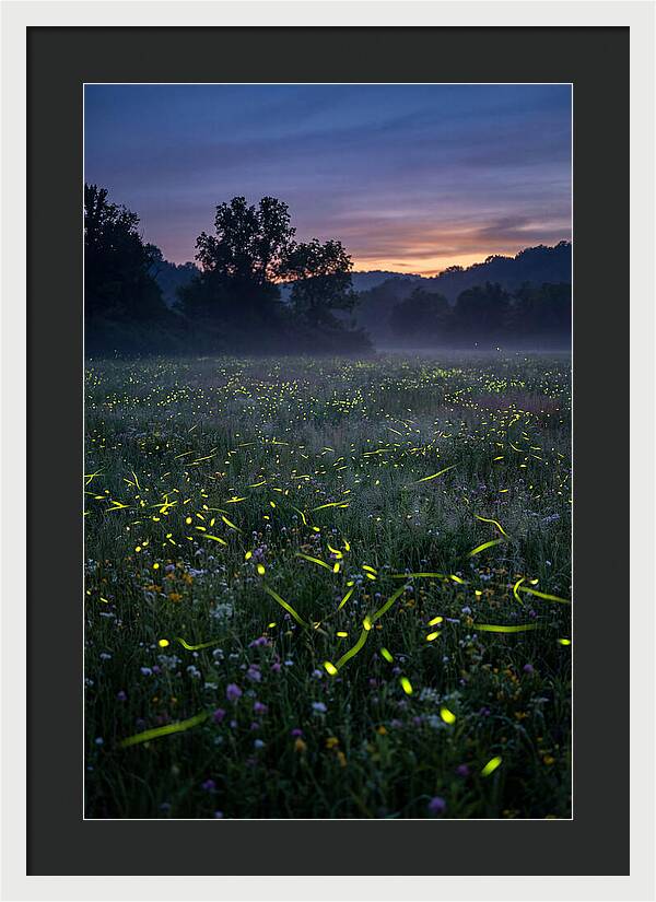 Fireflies Dancing In Twilight