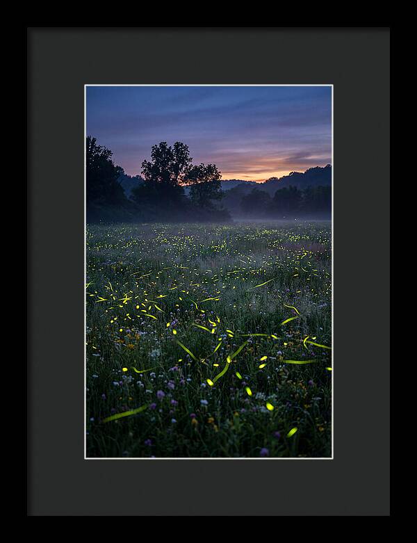 Fireflies Dancing In Twilight