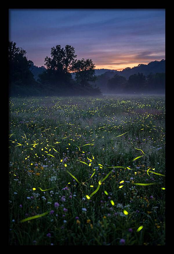 Fireflies Dancing In Twilight