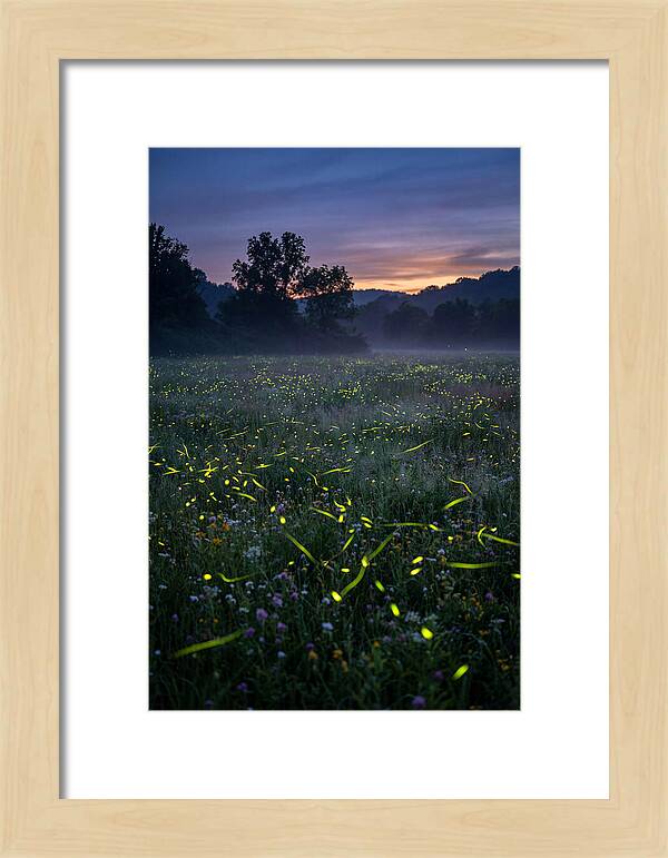 Fireflies Dancing In Twilight