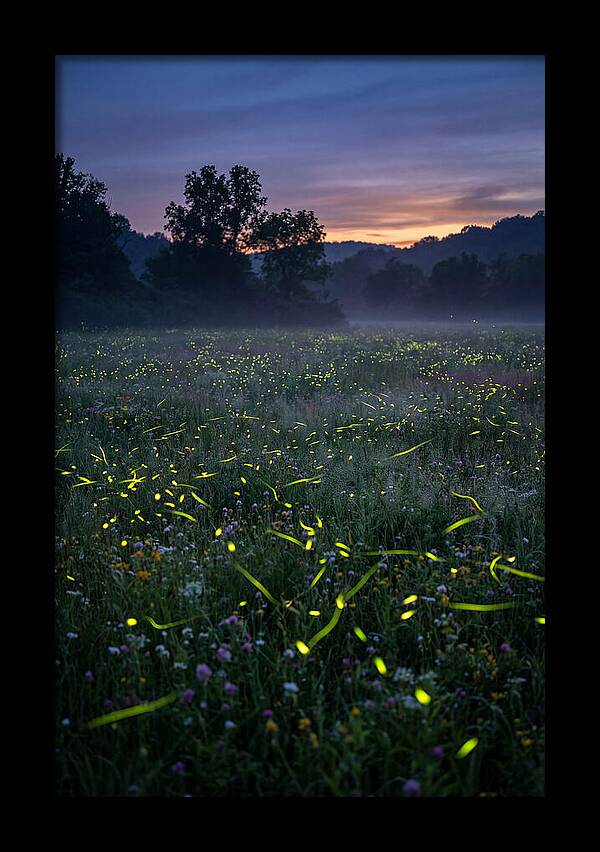 Fireflies Dancing In Twilight