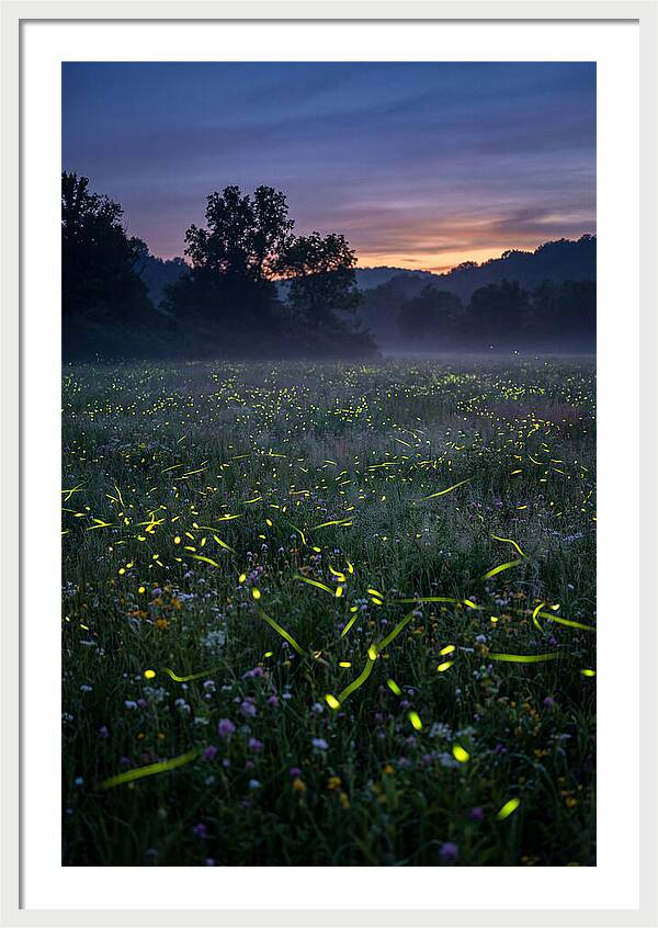 Fireflies Dancing In Twilight
