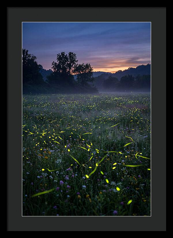 Fireflies Dancing In Twilight